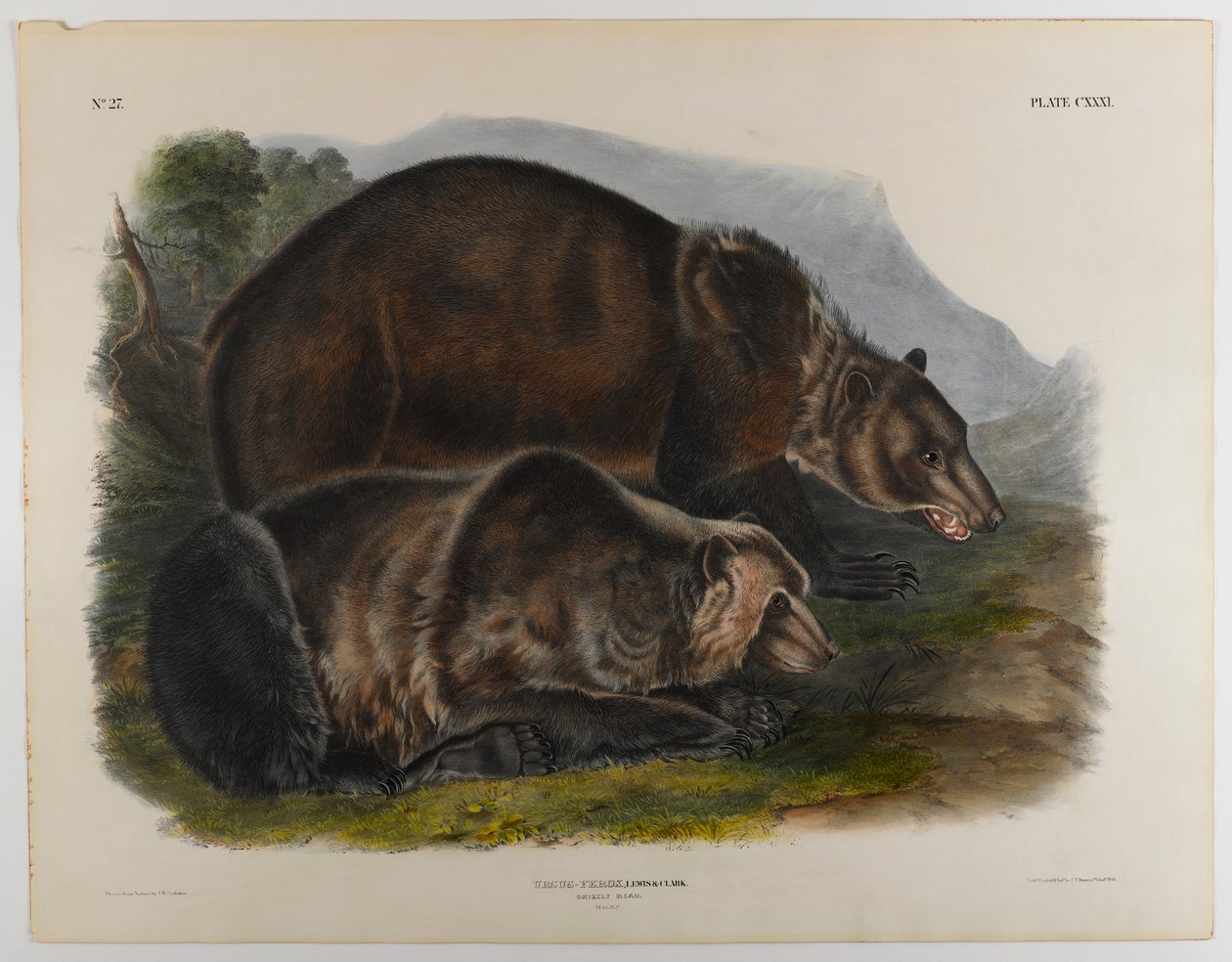 Gråbjørn af John James Audubon
