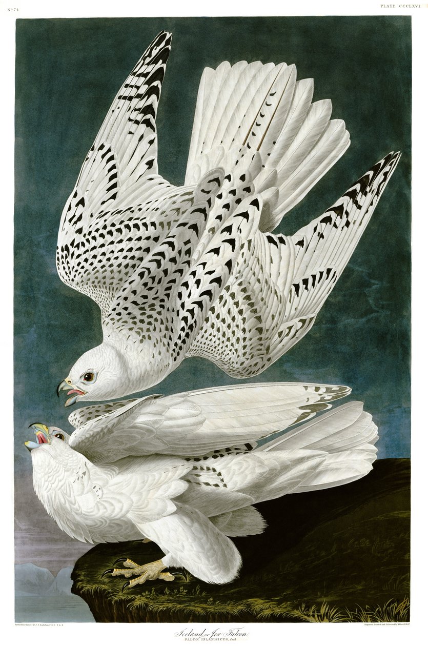 Gyrfalcon , Falco rusticolus, håndfarvet gravering af John James Audubon