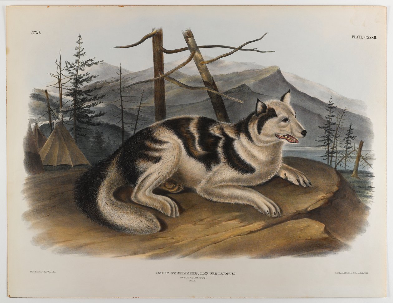 Hare indisk hund af John James Audubon