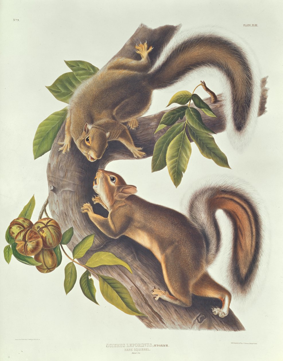 Hare-egern (Sciurus Leoporinus) af John James Audubon