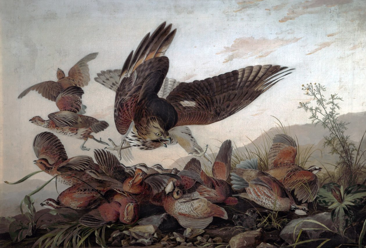 Høge angriber agerhøns, 1826 af John James Audubon