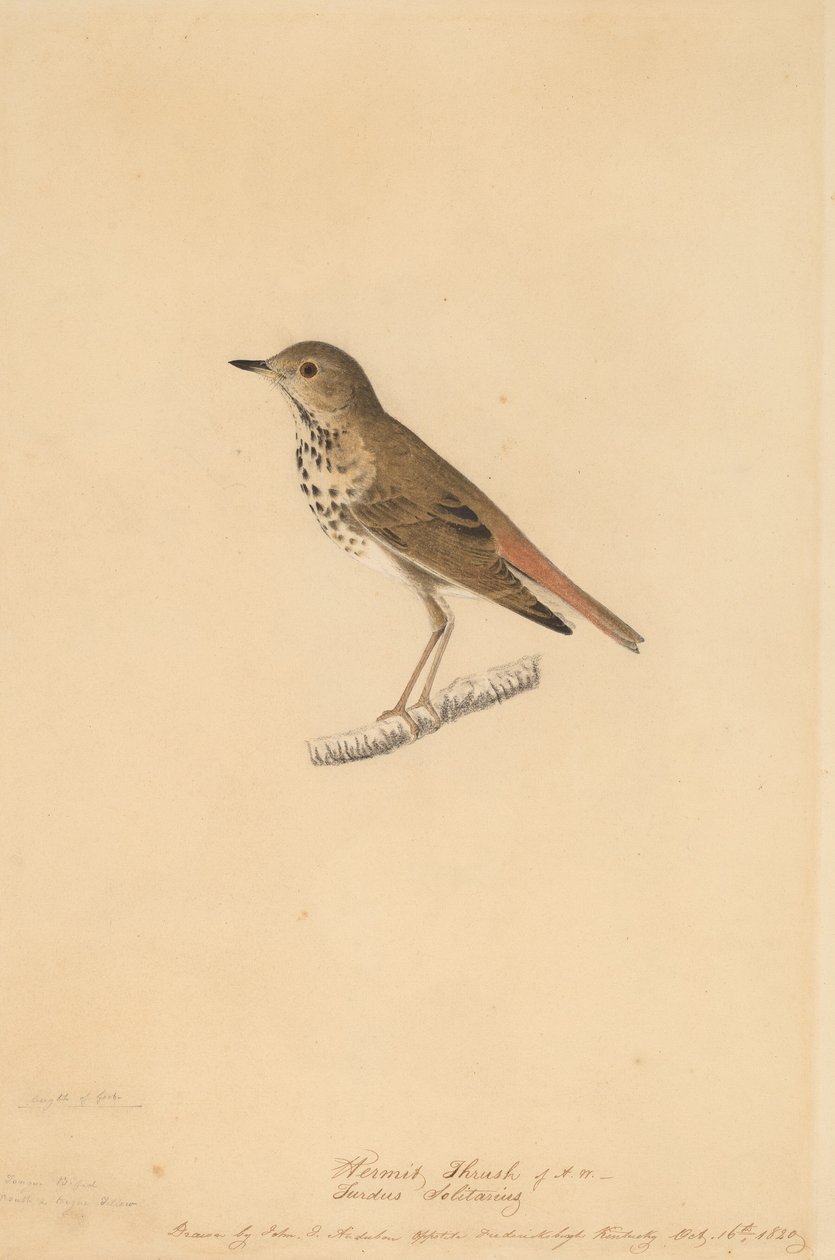 Eremitdrossel, 1820. af John James Audubon