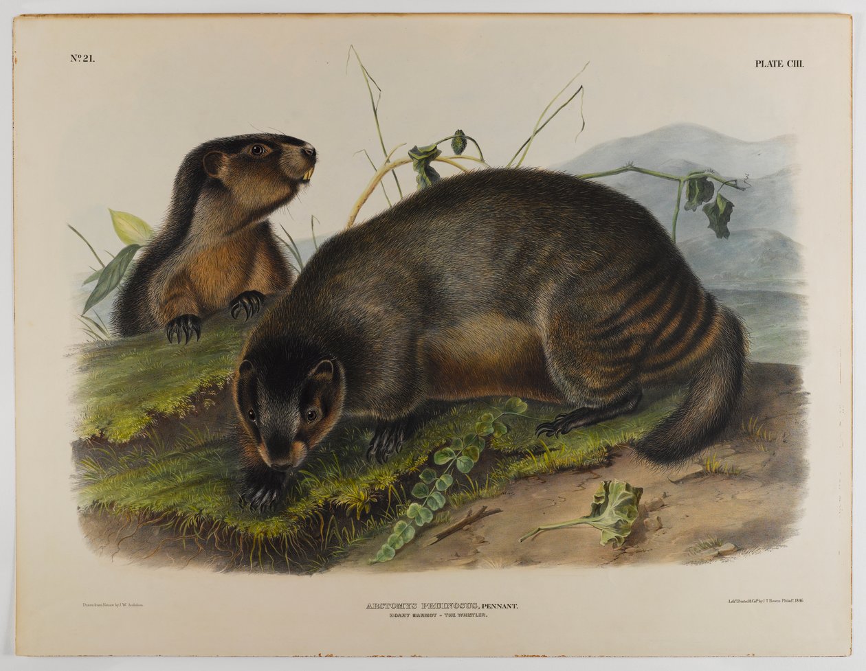 Grå murmeldyr af John James Audubon