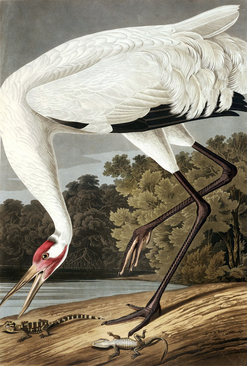 Hooping Crane, Grus Americana, fra "The Birds of America" af John J. Audubon, pub. 1827-38 af John James Audubon