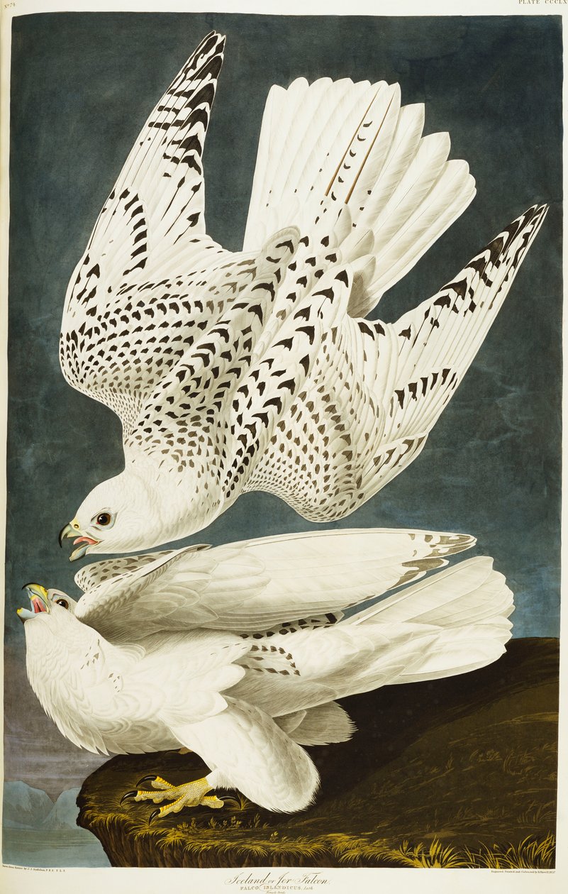 Island eller Jer Falcon. Gyrfalcon af John James Audubon