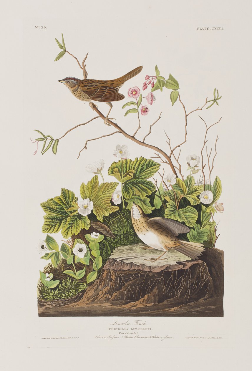 Illustration fra 