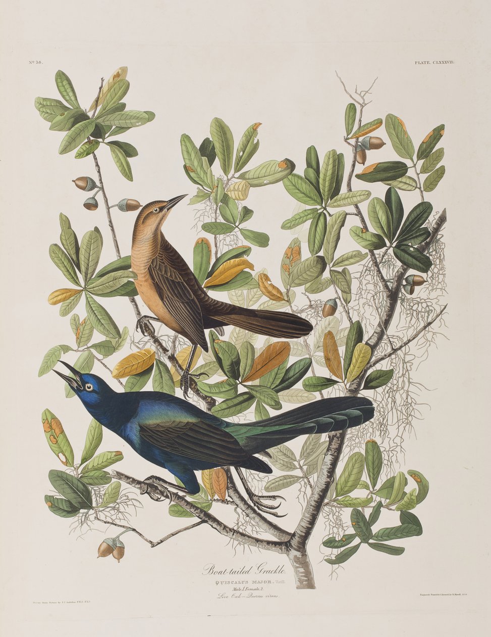 Illustration fra 