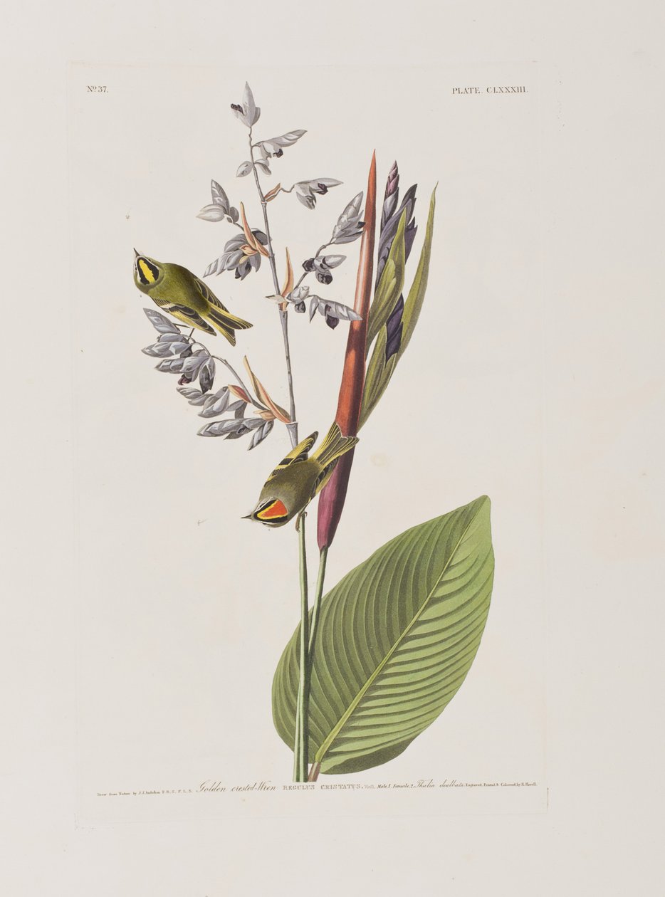 Illustration fra "Birds of America af John James Audubon