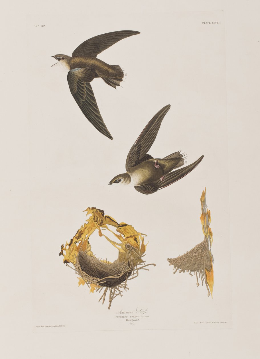 Illustration fra "Birds of America af John James Audubon