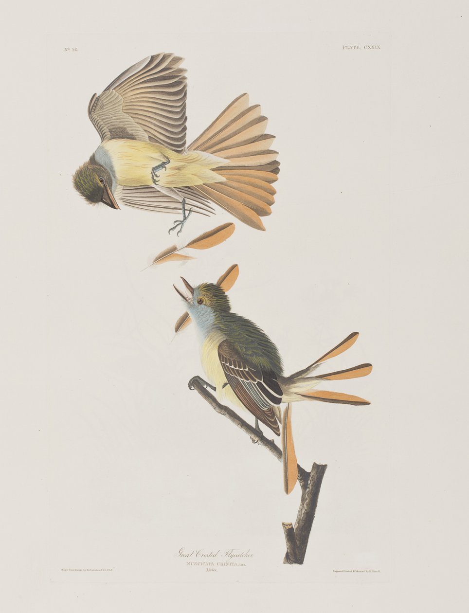 Illustration fra 
