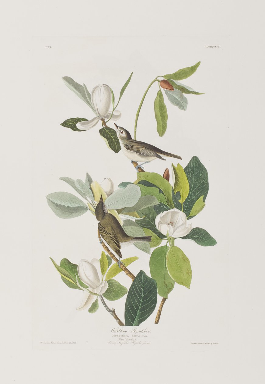 Illustration fra 