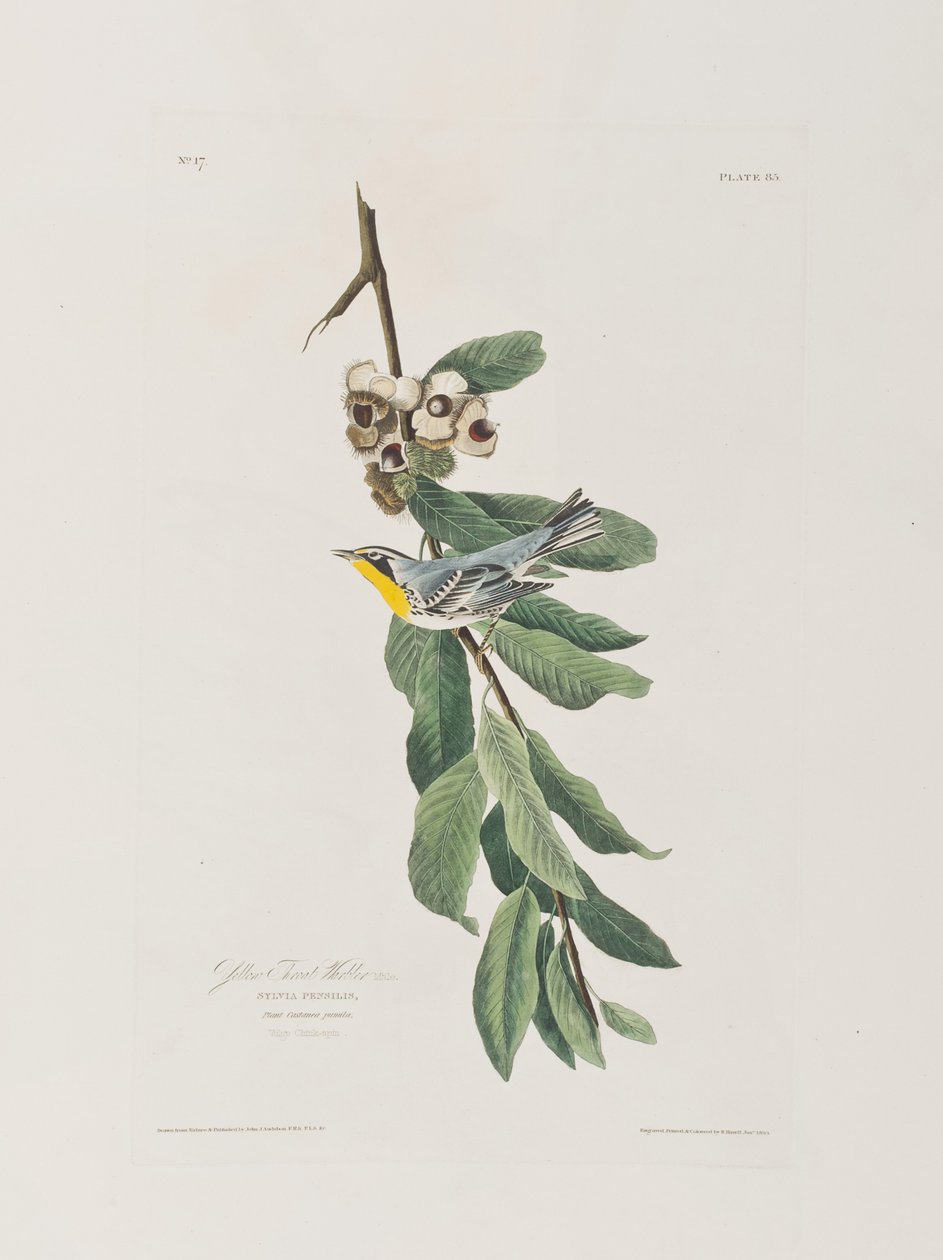 Illustration fra 