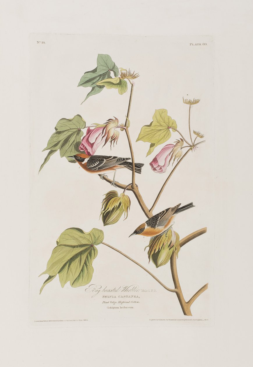 Illustration fra 