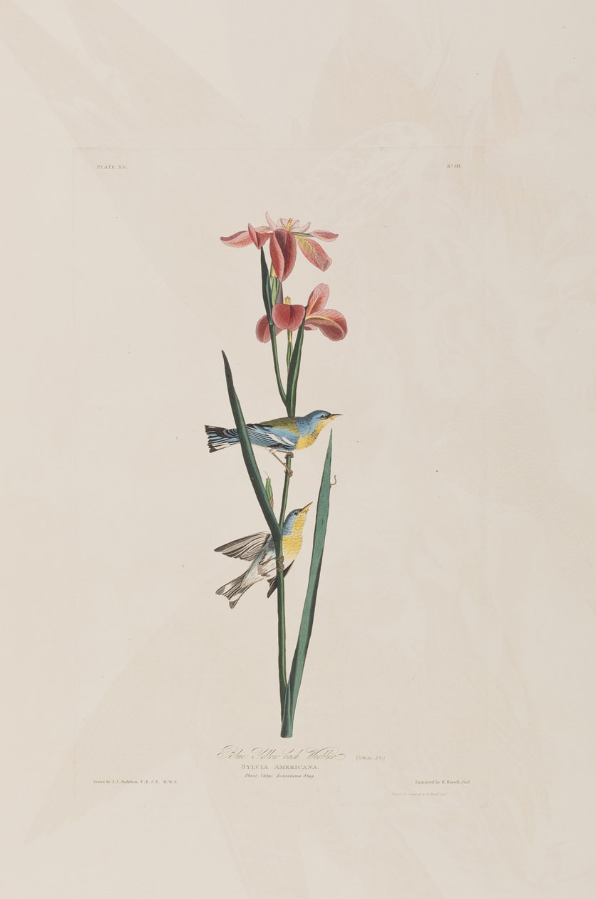 Illustration fra 