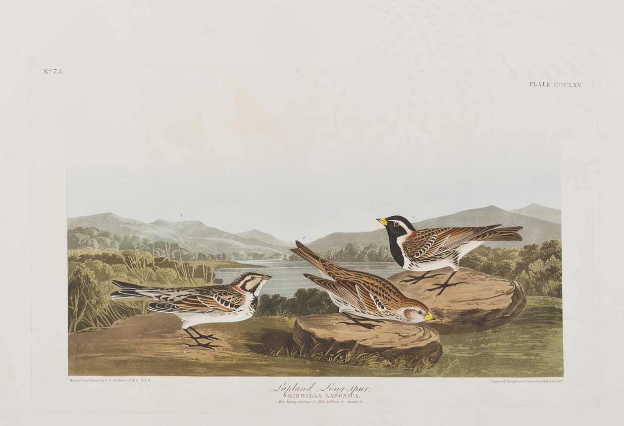 Illustration fra "Birds of America af John James Audubon