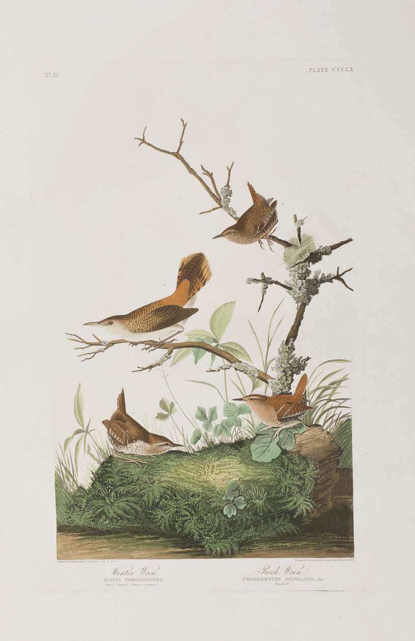Illustration fra 