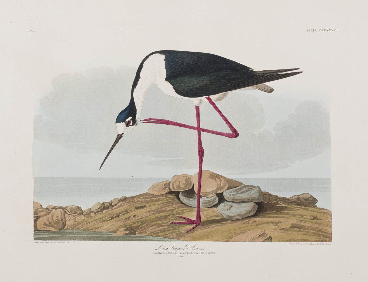 Illustration fra 