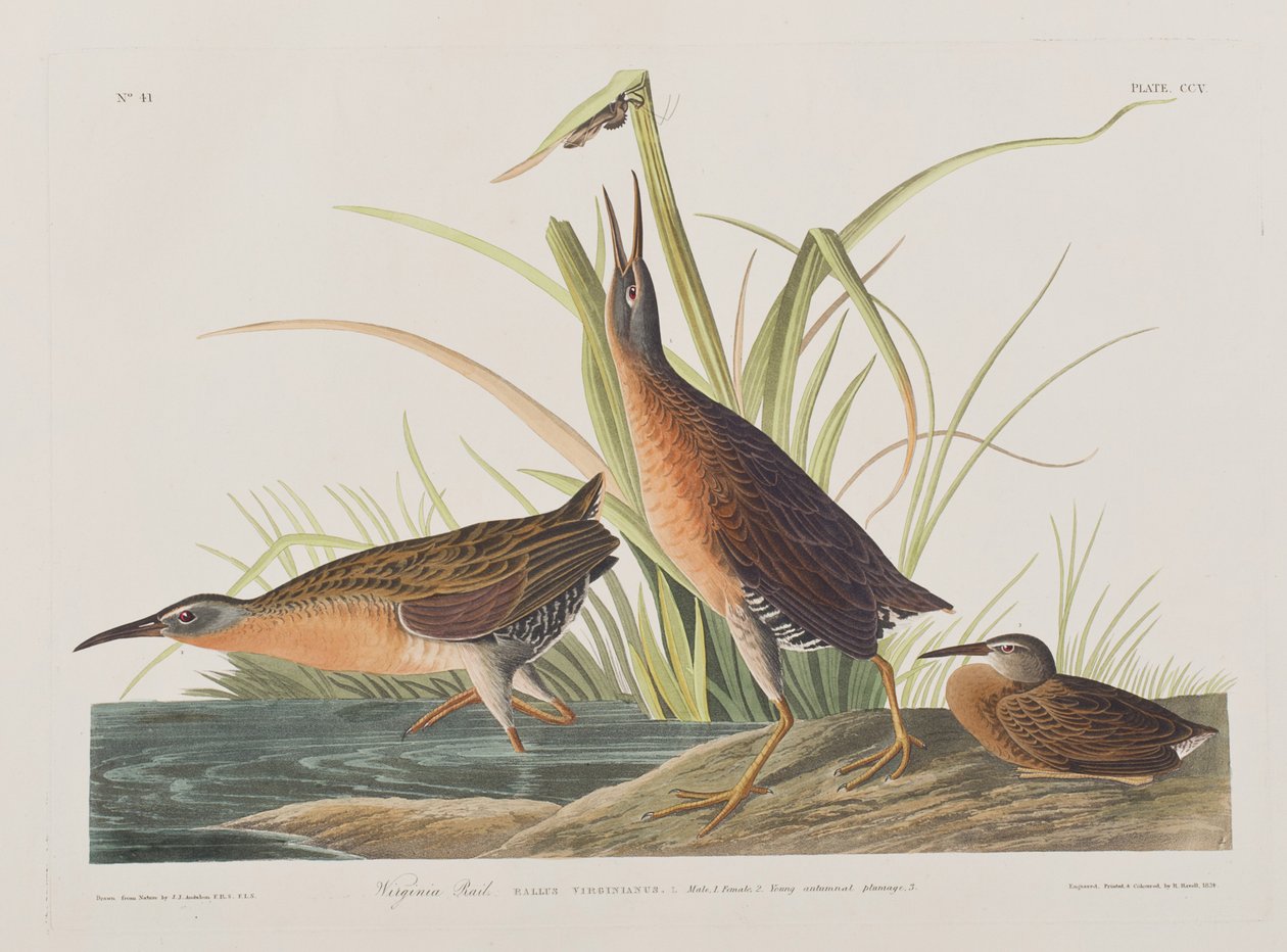Illustration fra "Birds of America af John James Audubon