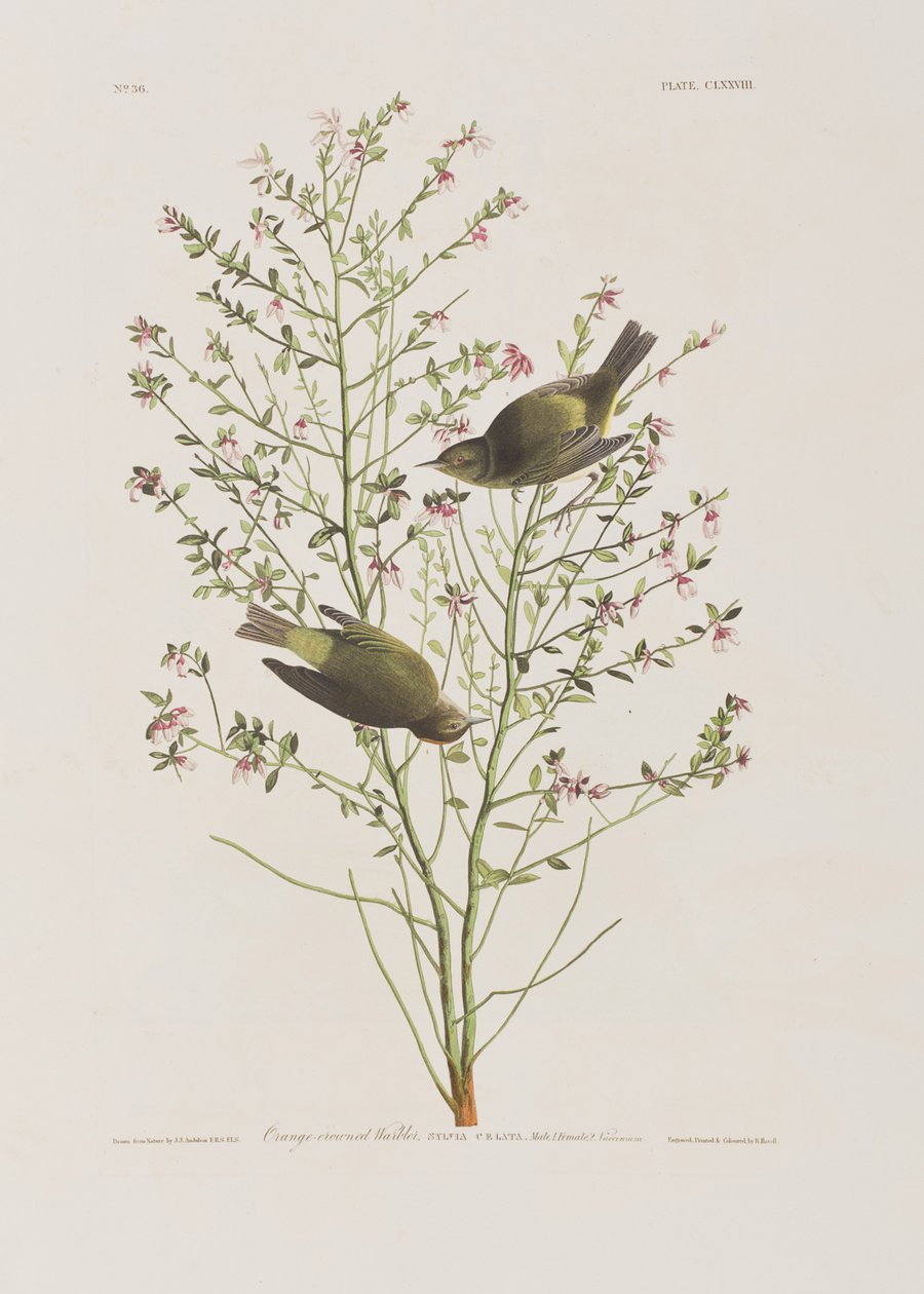 Illustration fra 