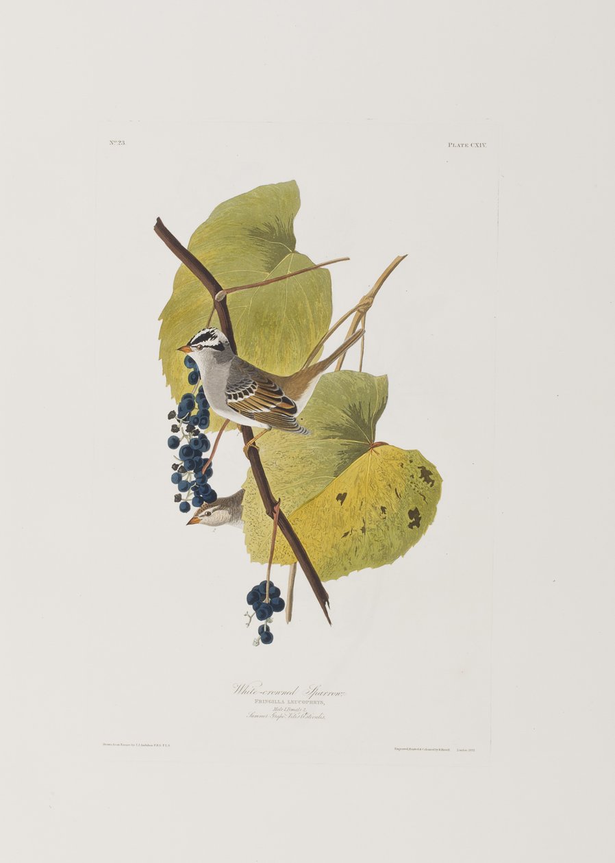 Illustration fra 