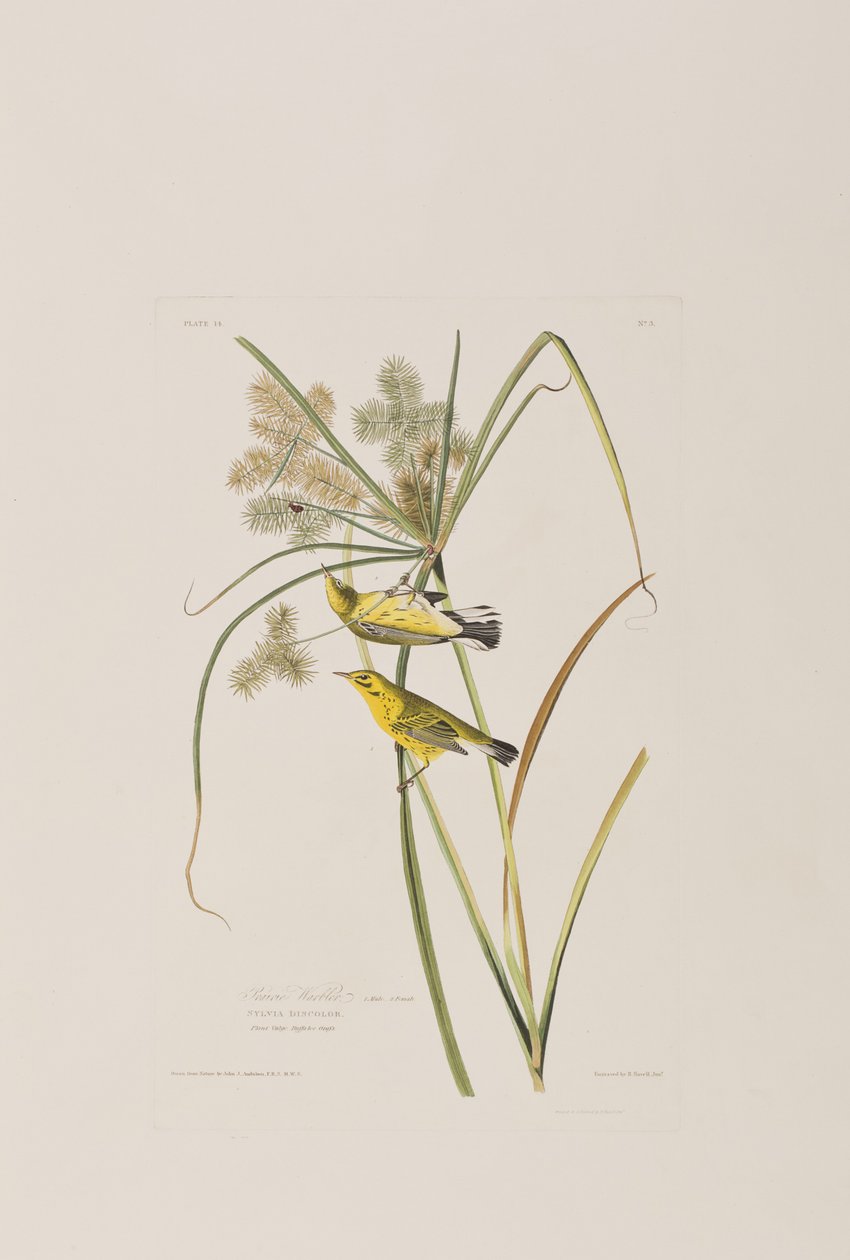 Illustration fra 