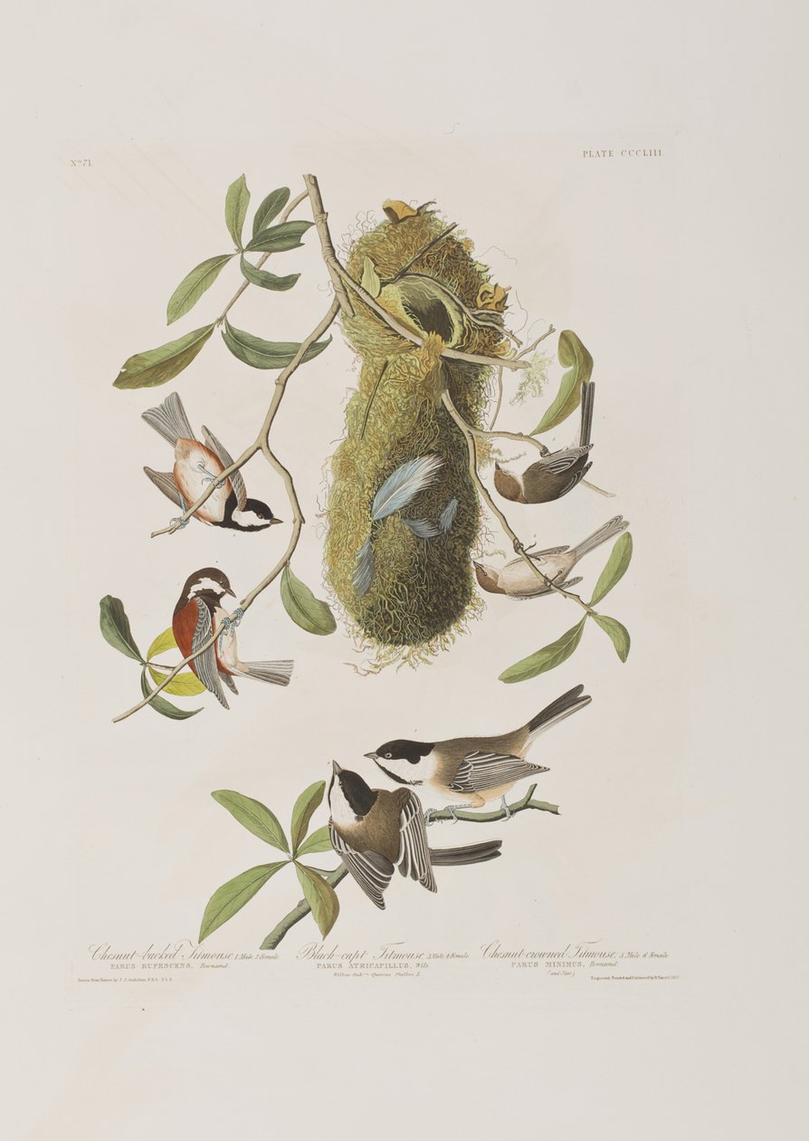 Illustration fra 
