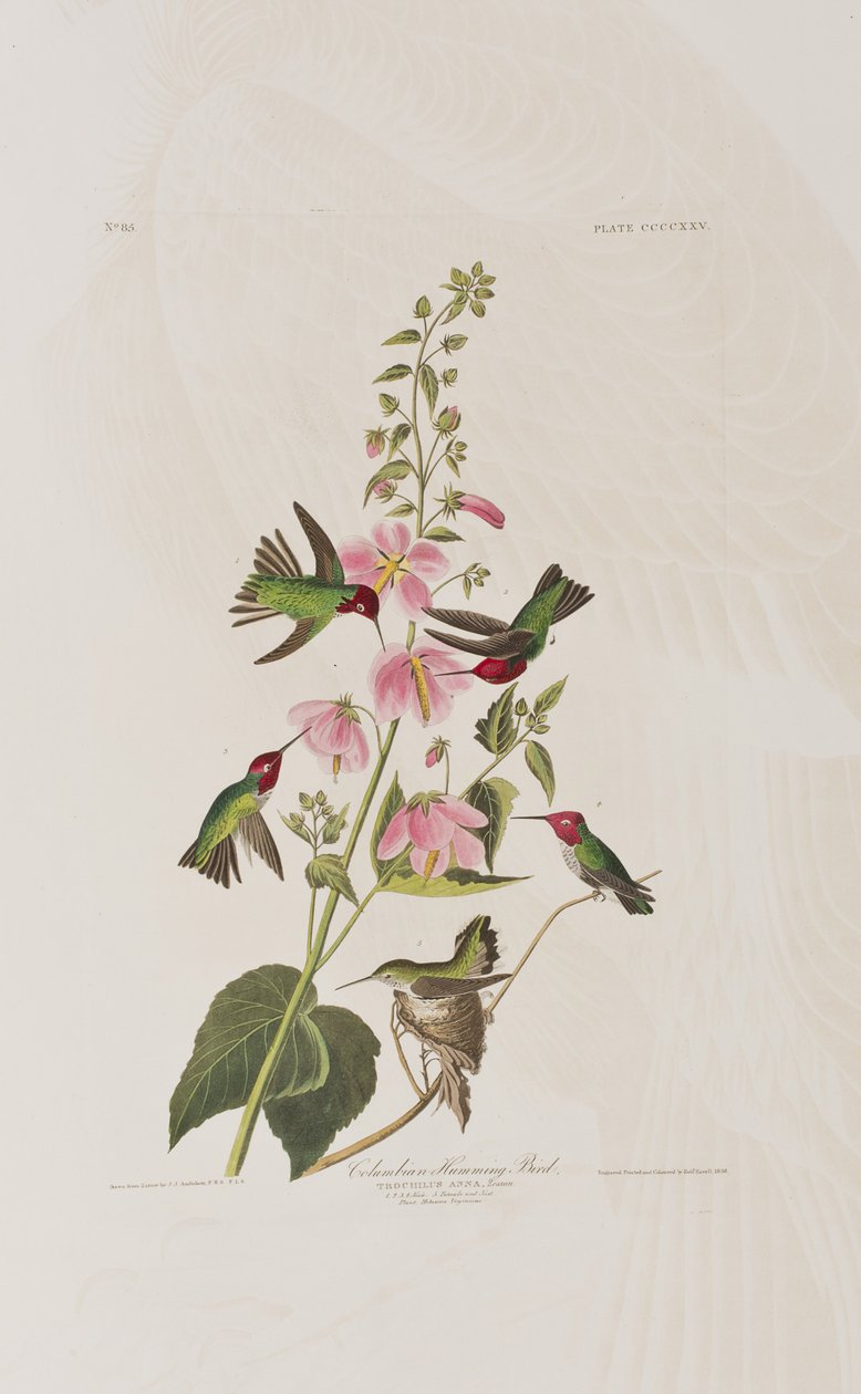 Illustration fra 