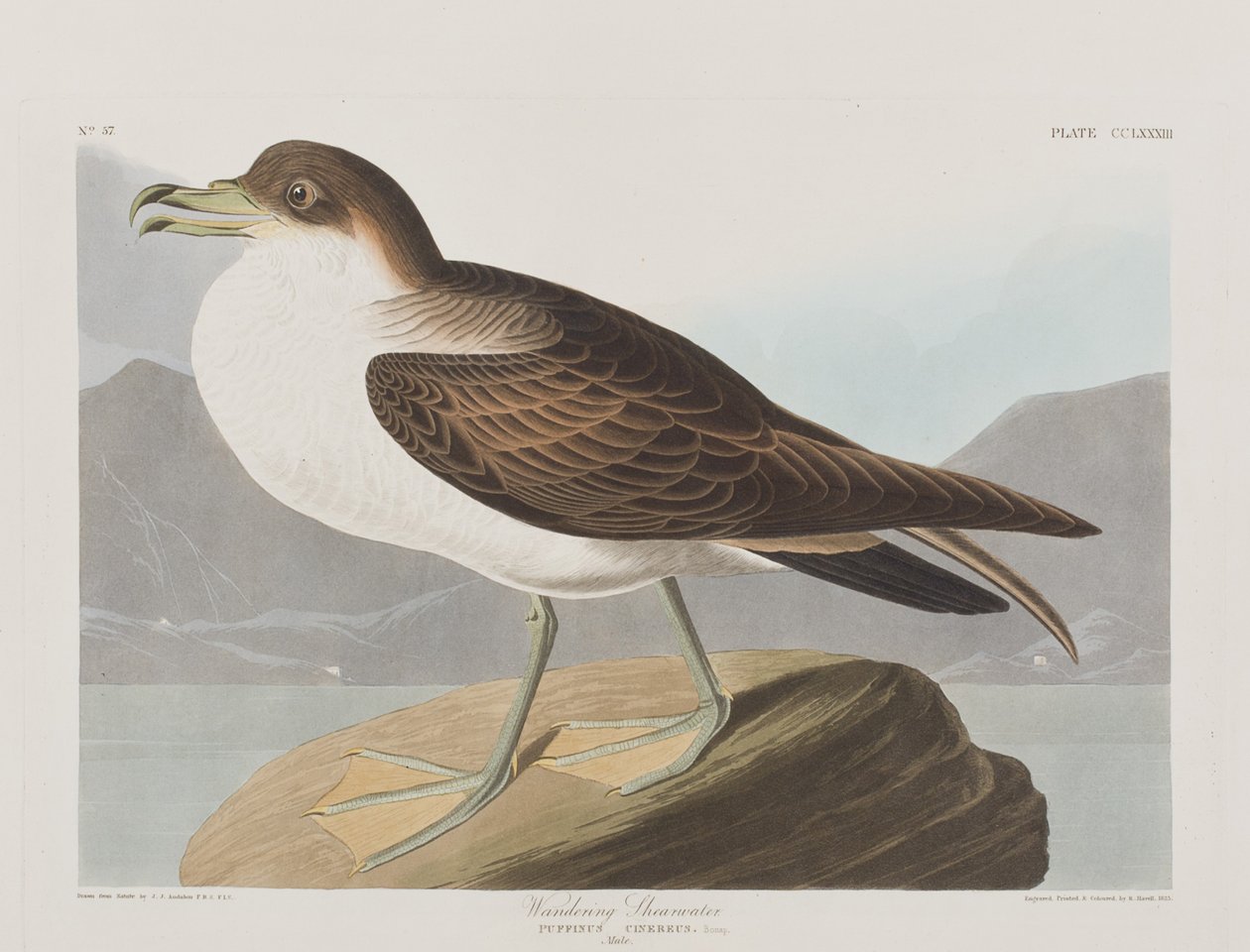 Illustration fra "Birds of America af John James Audubon