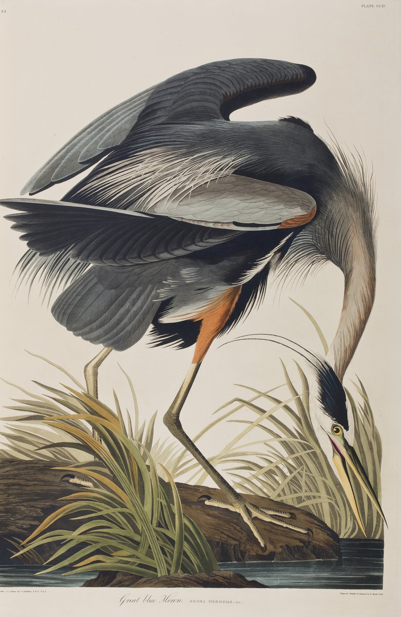 Illustration fra 