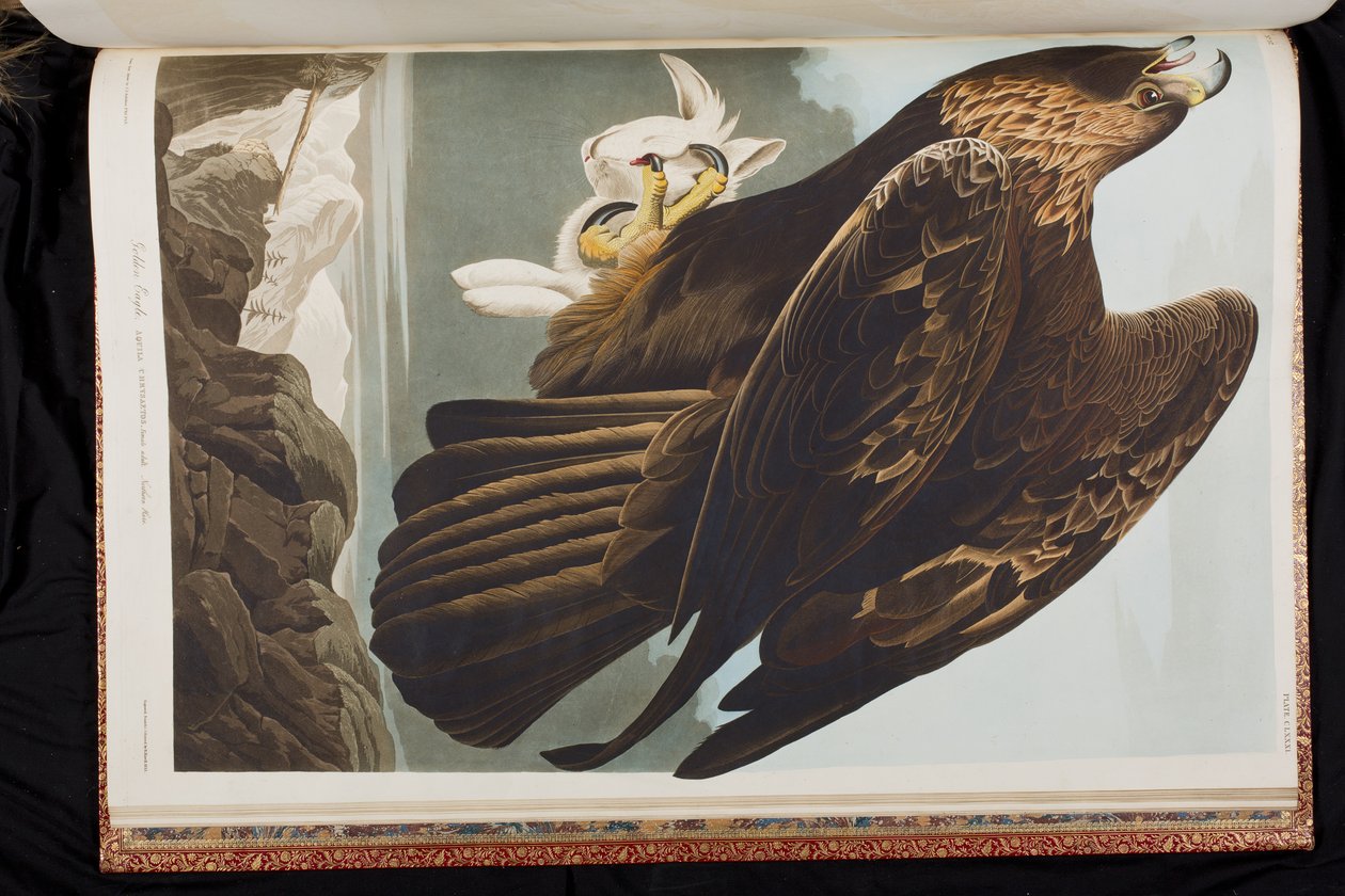 Illustration fra "Birds of America af John James Audubon