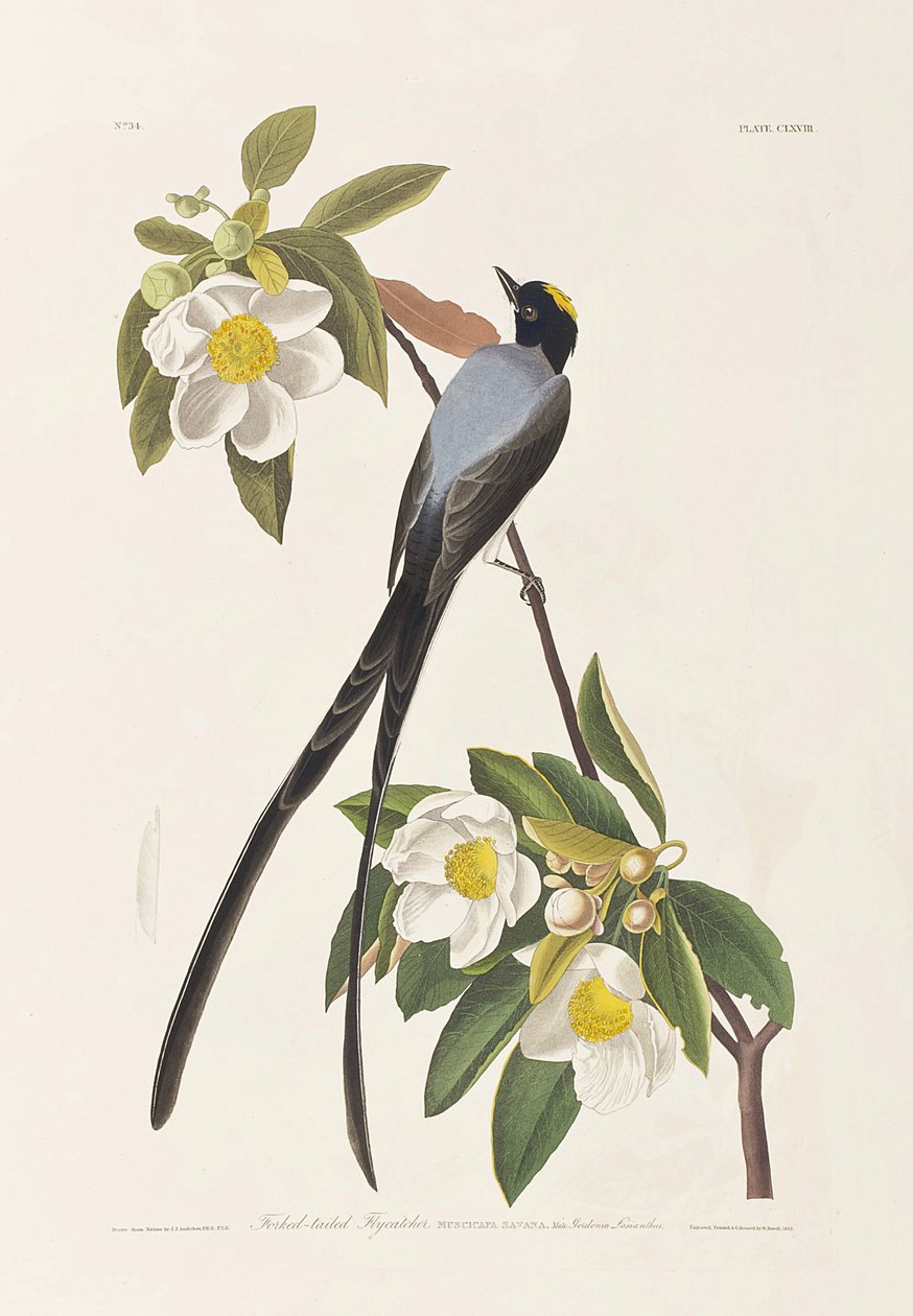 Illustration fra 