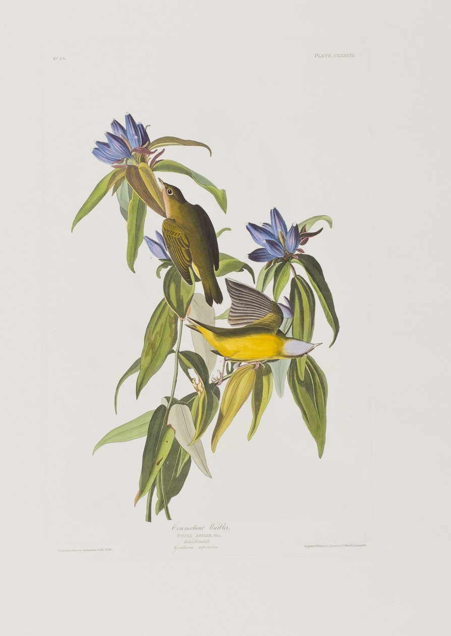 Illustration fra 