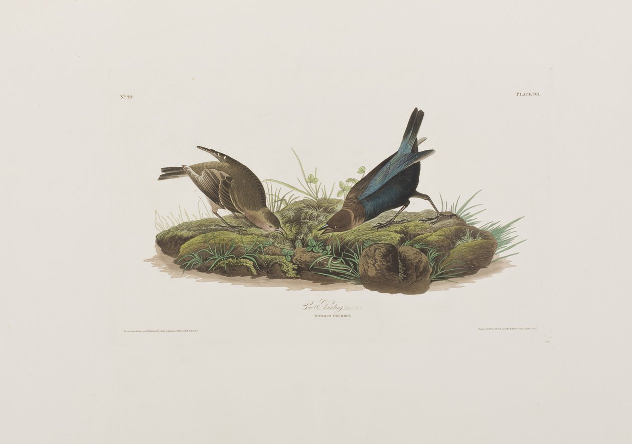 Illustration fra 