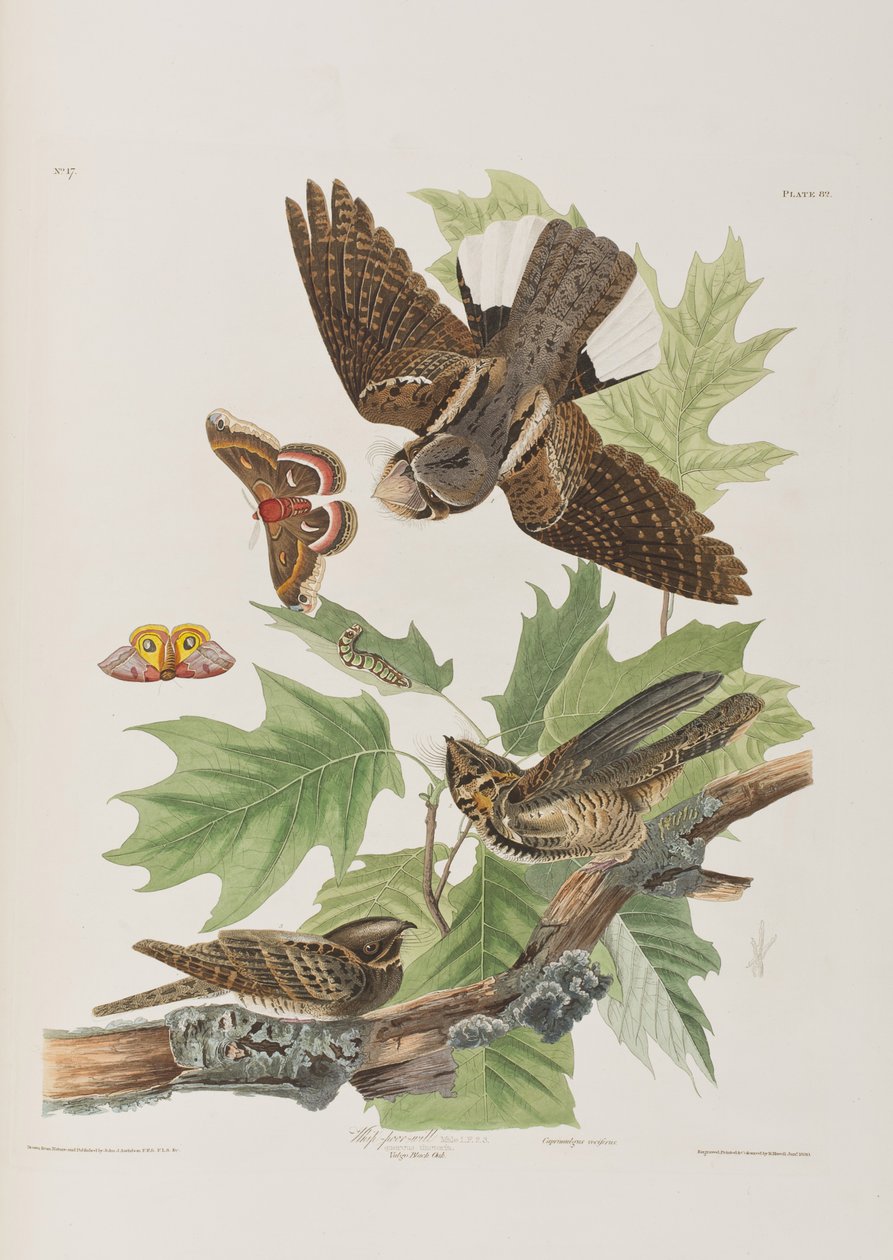 Illustration fra 