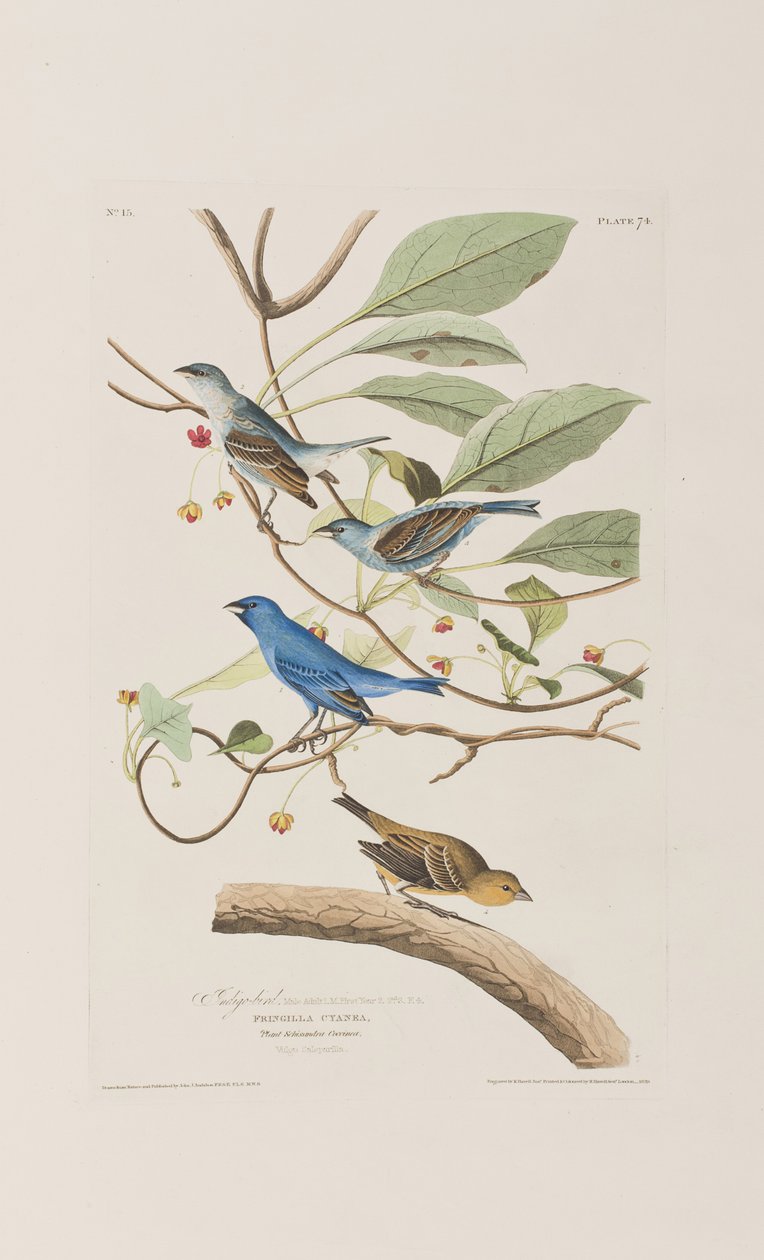Illustration fra 