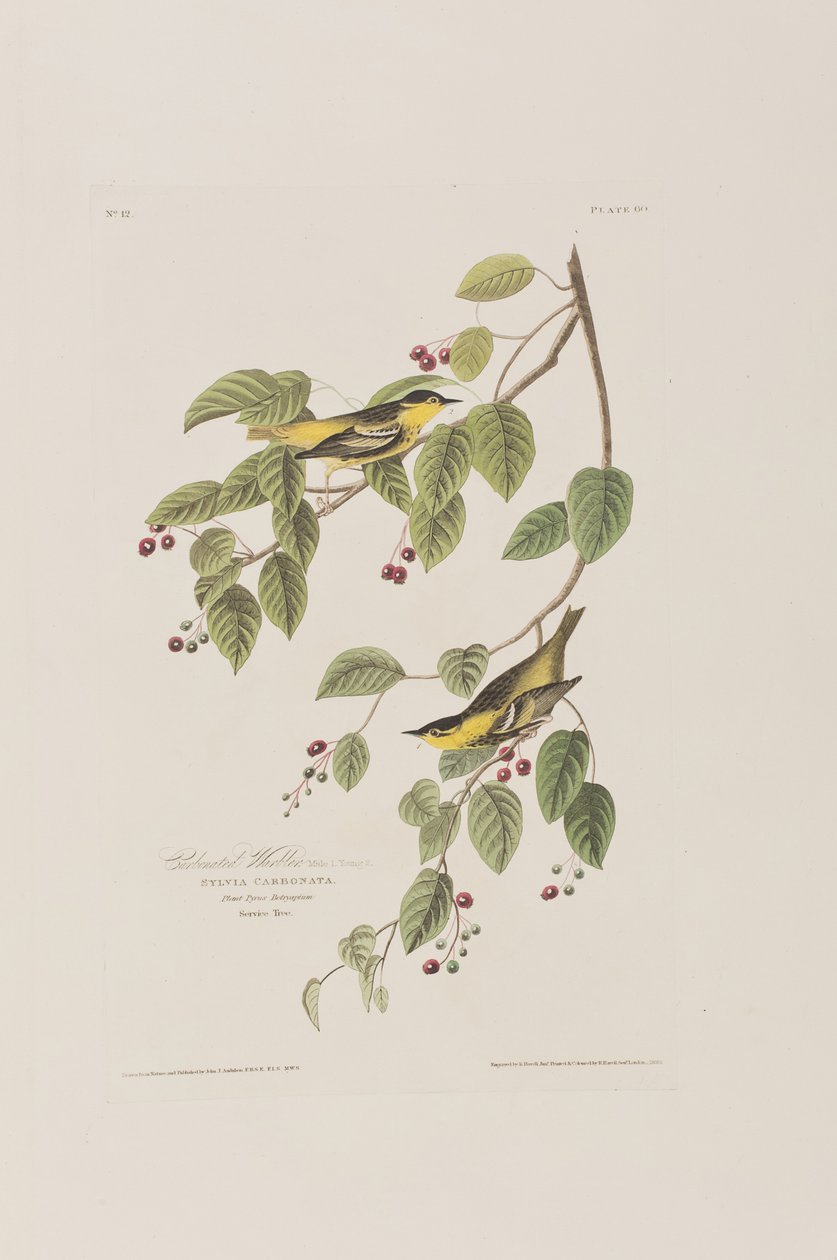 Illustration fra 