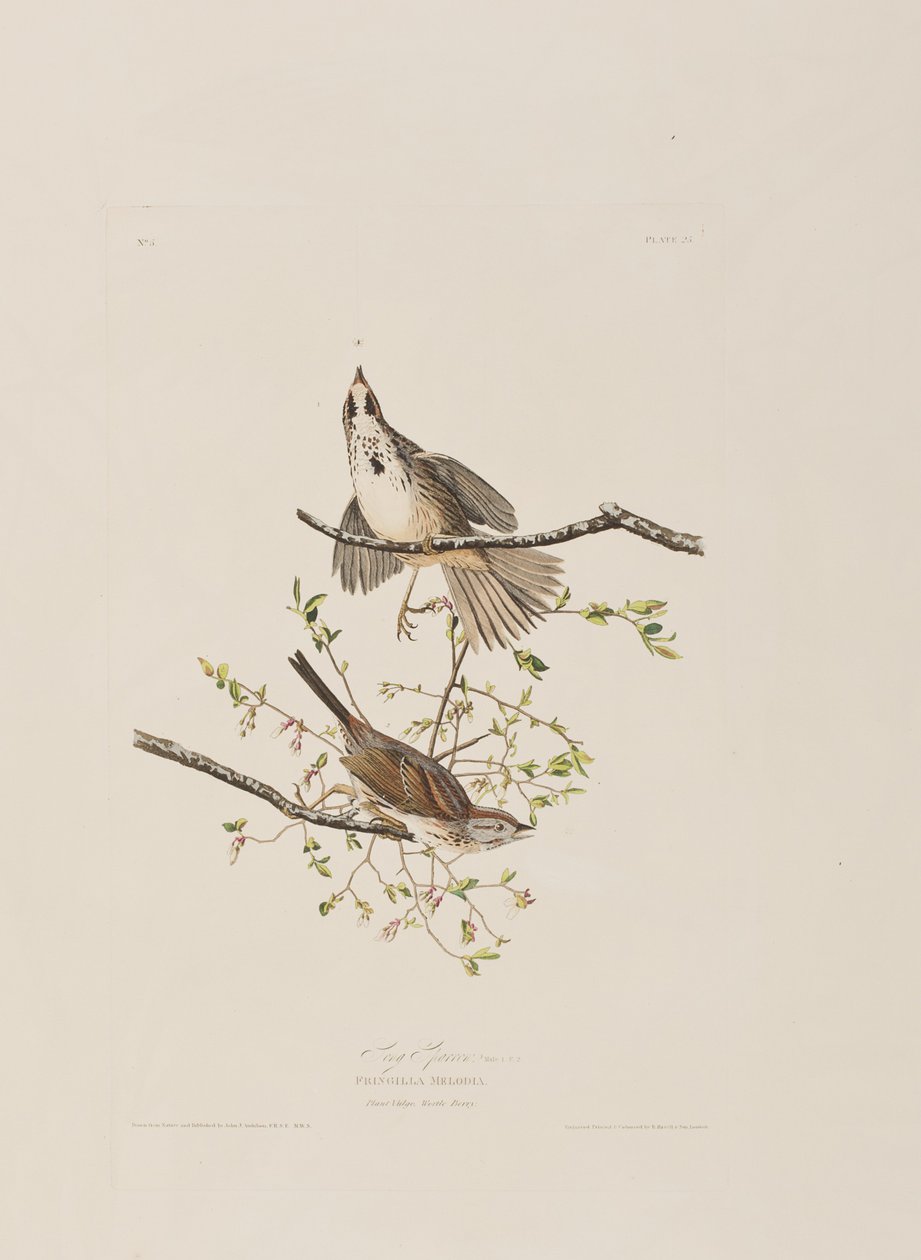 Illustration fra 