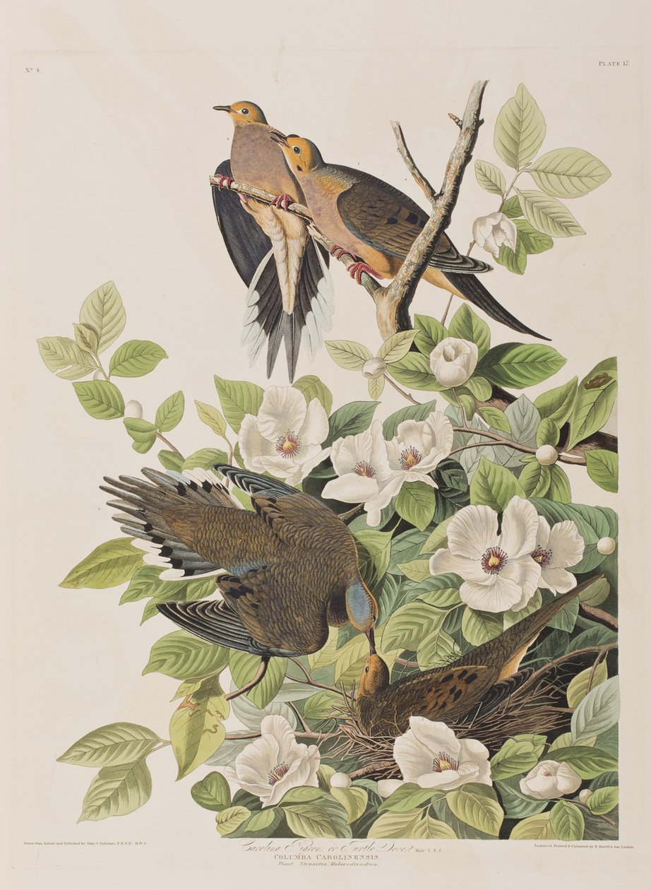 Illustration fra 