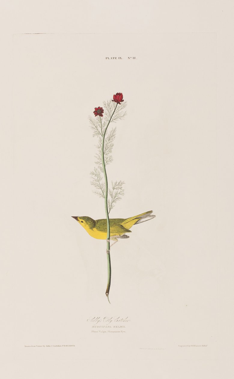 Illustration fra 