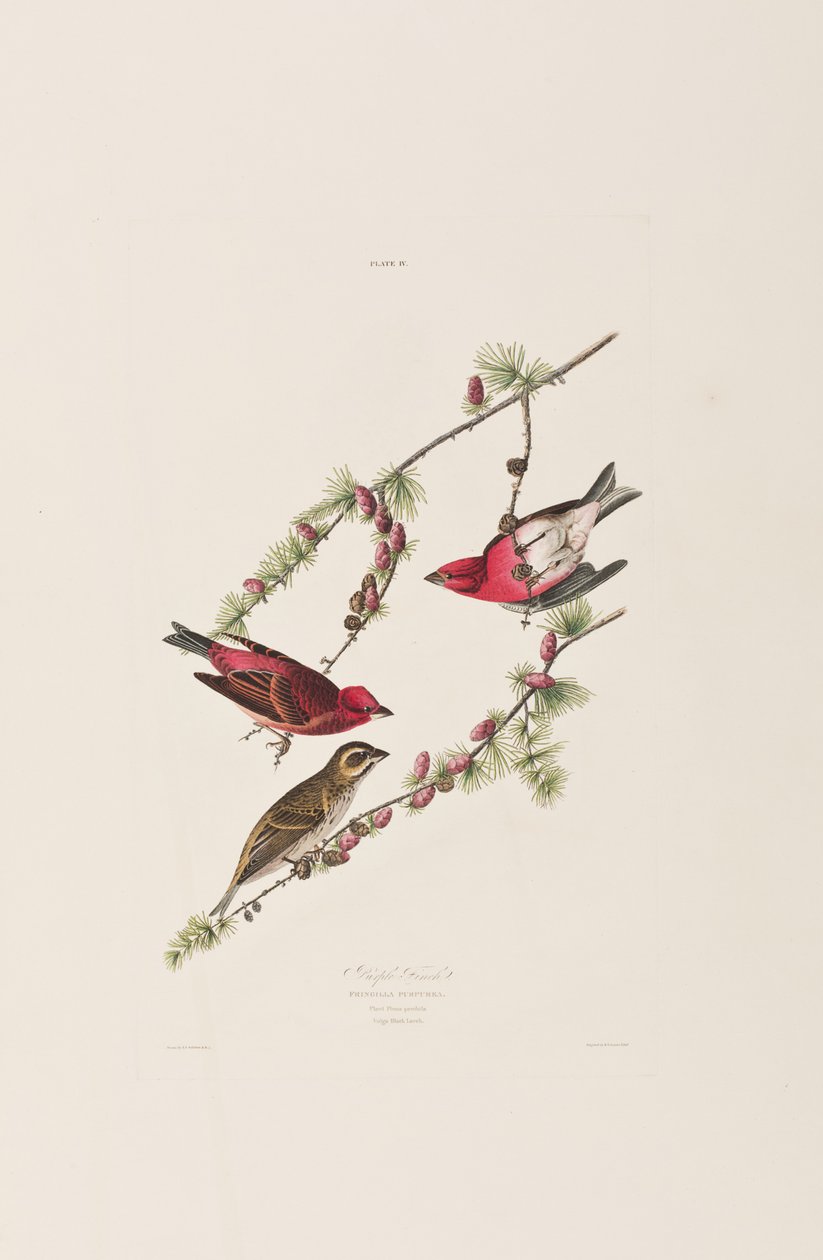 Illustration fra "Birds of America af John James Audubon