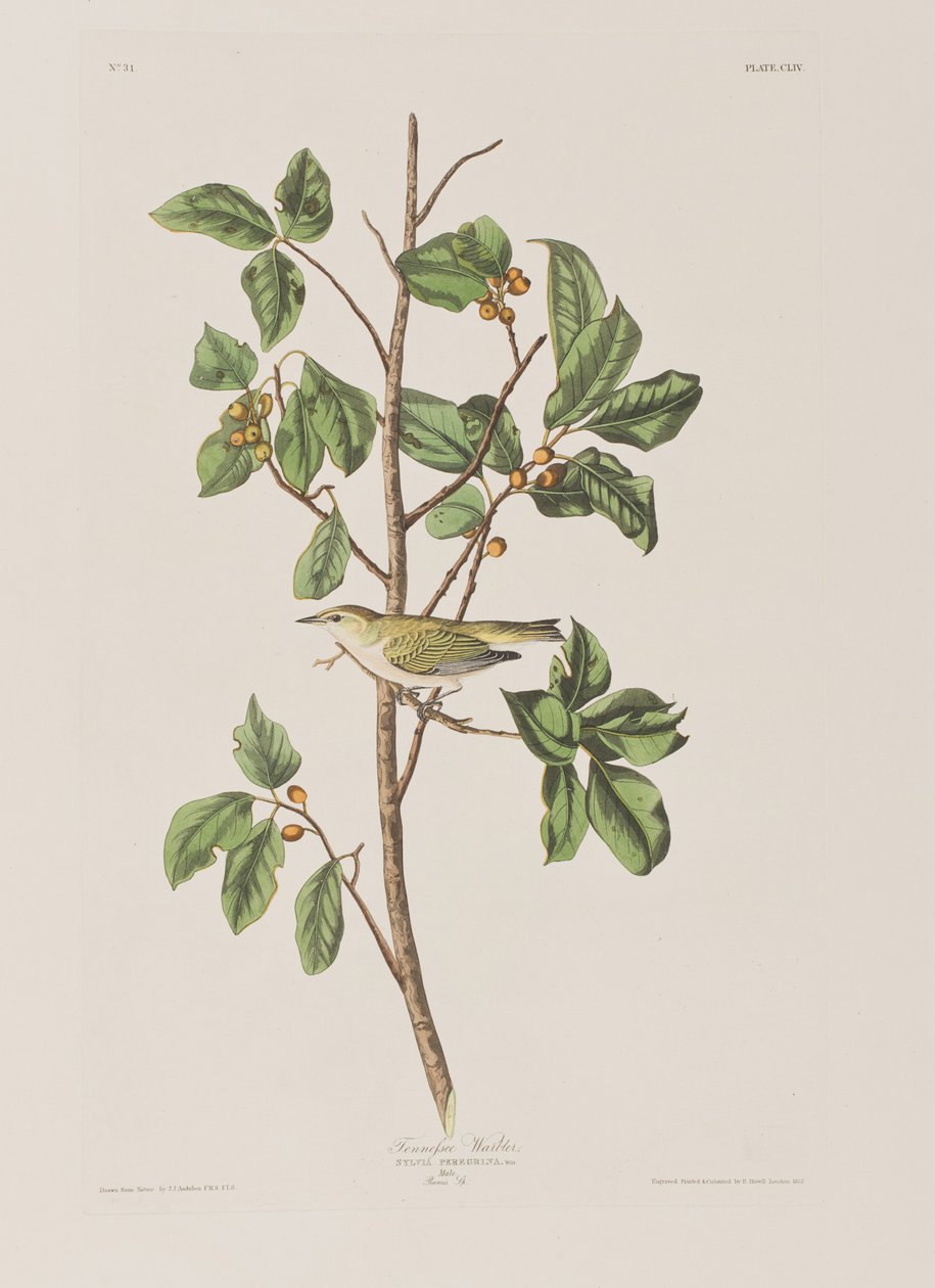 Illustration fra 