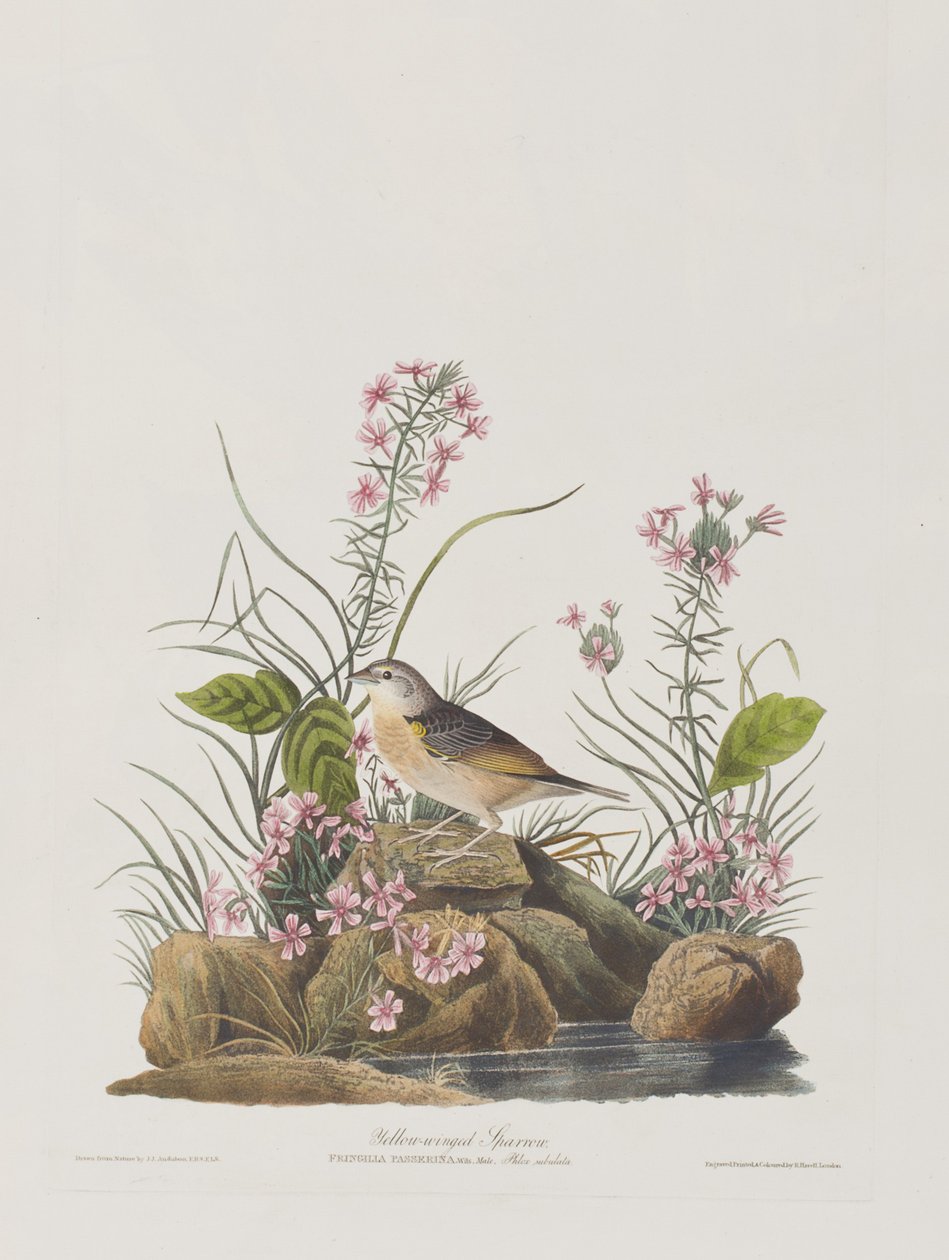 Illustration fra 