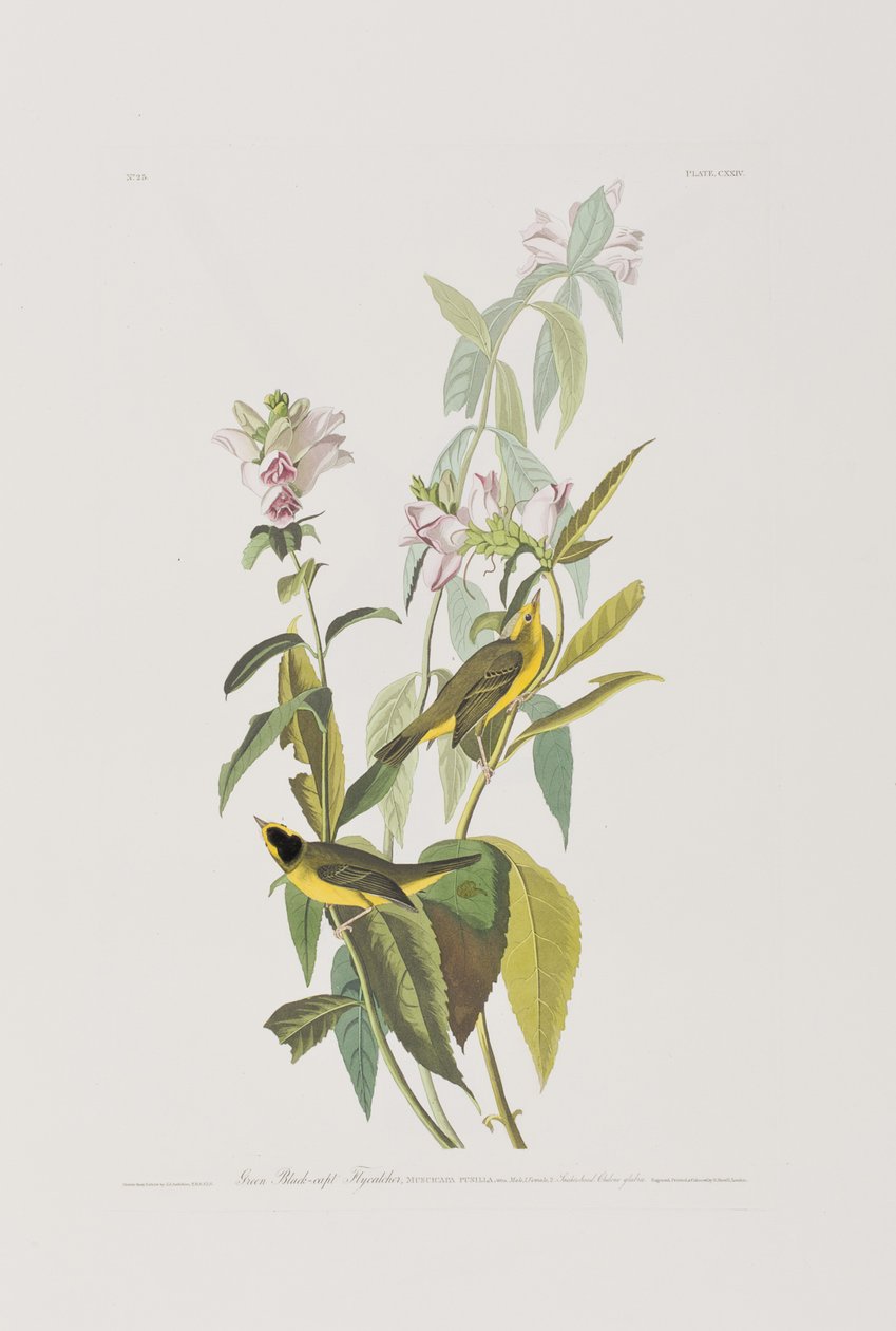 Illustration fra 