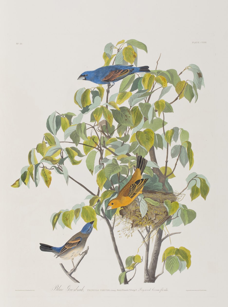 Illustration fra 