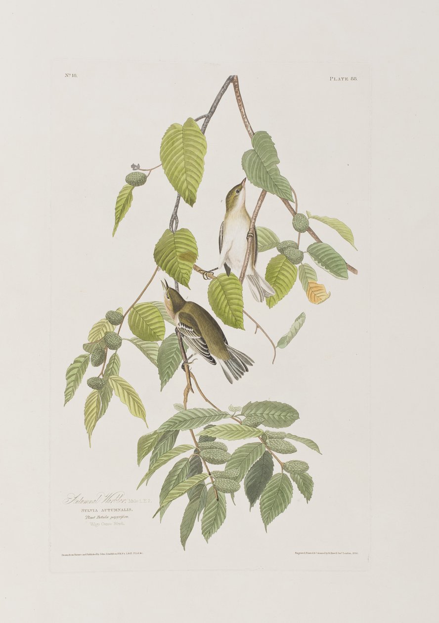 Illustration fra 