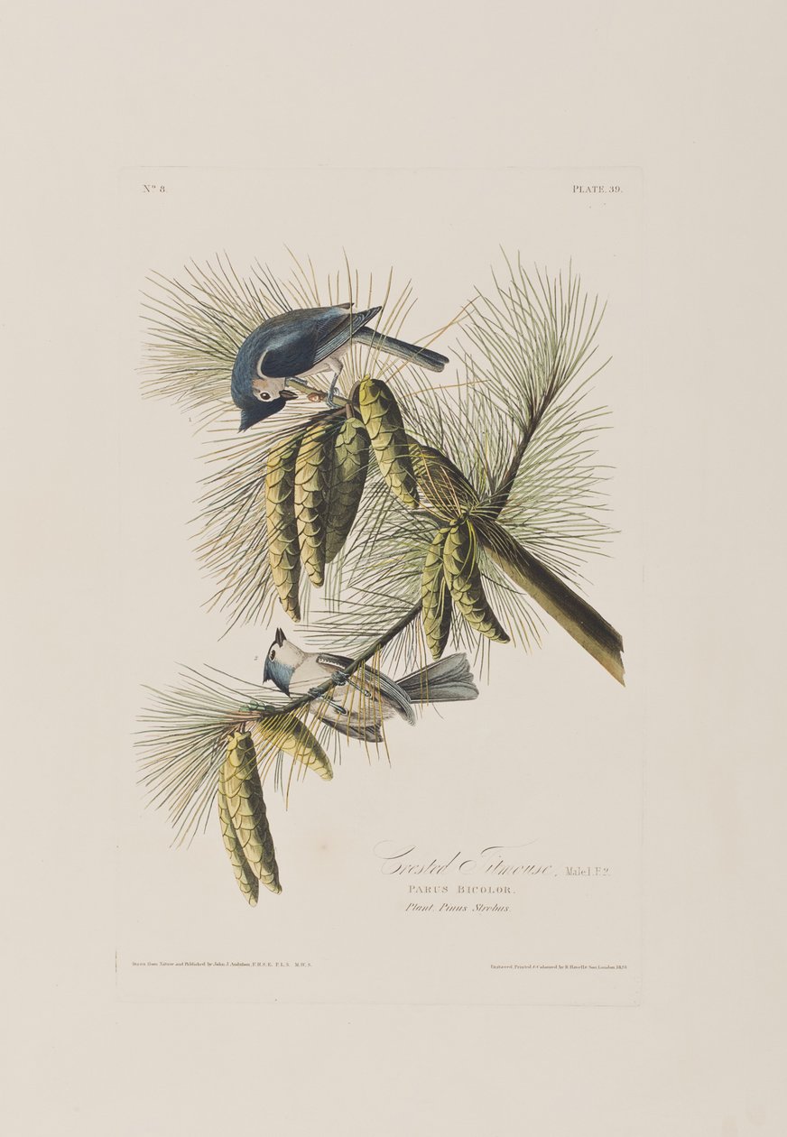Illustration fra 