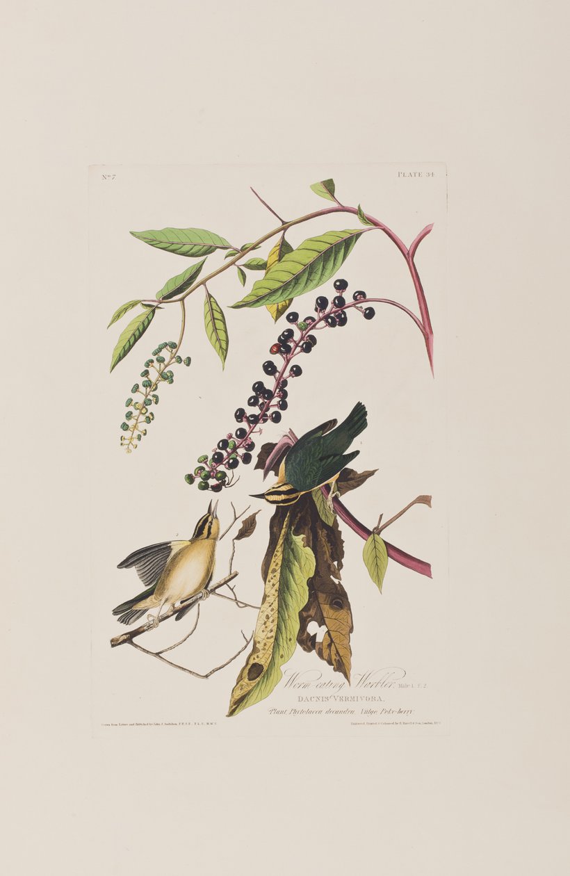Illustration fra 