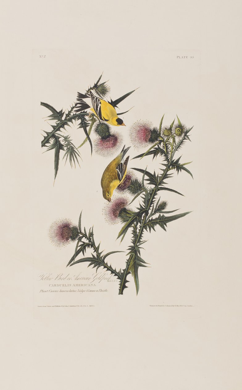 Illustration fra 