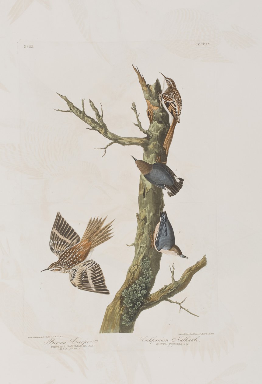 Illustration fra 