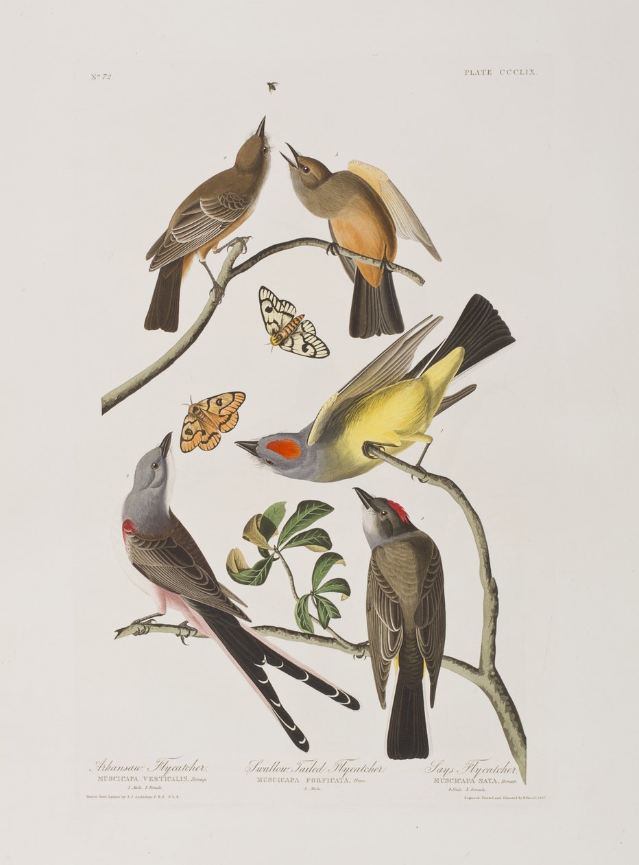 Illustration fra 